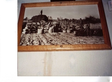 4-farm-workers-at-peanut-picker