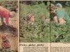 dottie-bradshaw-picking-strawberries-img678