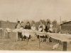 ladies-preparing-lunch-for-fox-hunters-img345