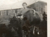 o-w-newman-jr-with-cow-img402