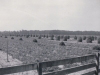 shocked-peanuts-in-field-in-longview-1948