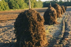 shocked-peanuts-img017