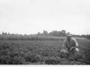 wilson-pruden-in-peanut-field-at-sandy-bottom-img062
