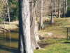 creek-just-below-grist-mill-2000-img316