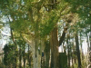 pitt-cemetary-off-cherry-grove-road-img310