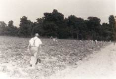 digging-potatoes-cedar-brook-img100