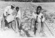 harvesting-potatoes-cedar-brook-farm-img101