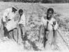 harvesting-potatoes-cedar-brook-farm-img101