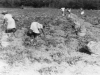 digging-potatoes-cedar-brook-farm-img102