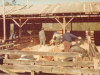 hog-killing-millard-winslow-img107