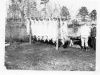 hogs-hanging-cedar-brook winslow-img111
